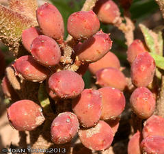 Lannea edulis edulis