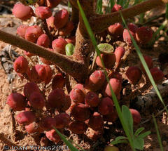 Lannea edulis edulis