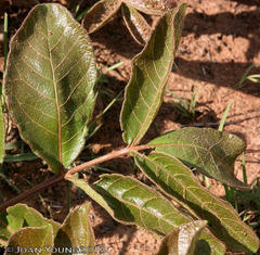 Lannea edulis edulis