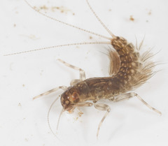 Leptophlebia cupida
