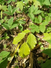 Fagus sylvatica