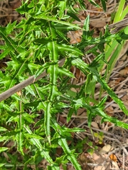 Cirsium nuttalii image
