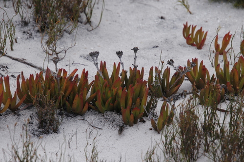 Image of Ruschia sarmentosa by (c) Tony Rebelo, some rights reserved (CC BY-SA)