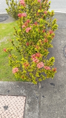 Magnoliopsida