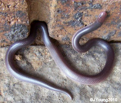 Atractaspis bibronii