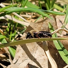 Andrena carlini