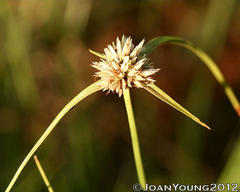 Cyperus cristatus