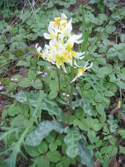 Erythronium helenae