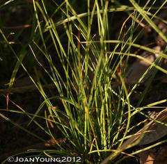 Cyperus cristatus