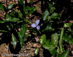 Coleotrype natalensis