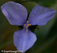 Coleotrype natalensis