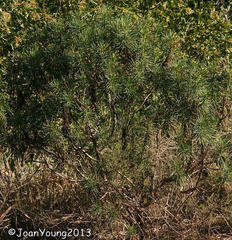 Euryops brevipapposus
