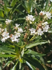 Eriodictyon trichocalyx