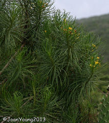 Euryops brevipapposus