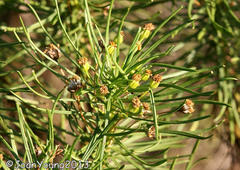 Euryops brevipapposus