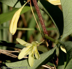 Adenia glauca