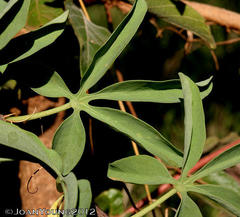 Adenia glauca