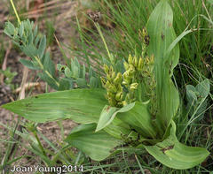 Hypoxis colchicifolia