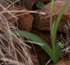 Hesperantha longituba