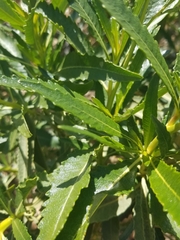 Eriodictyon trichocalyx