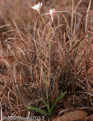 Hesperantha longituba