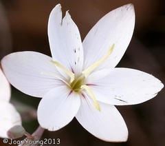 Hesperantha longituba