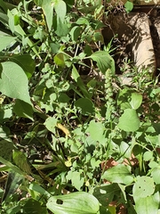 Isoglossa woodii