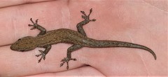 Lygodactylus capensis