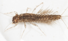 Leptophlebia cupida