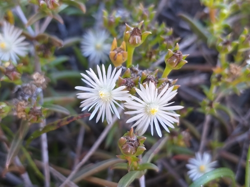 Image of Delosperma inconspicuum by (c) kevin koen, some rights reserved (CC BY-SA)