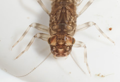 Leptophlebia cupida