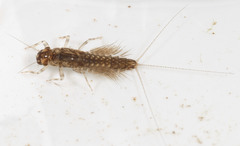 Leptophlebia cupida