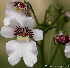 Nemesia deflexa