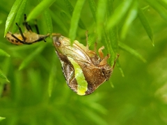 Smilia camelus