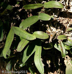 Polystachya pubescens