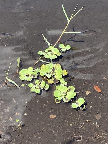 (linked from Pistia stratiotes) Pistia image