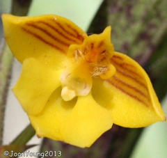 Polystachya pubescens