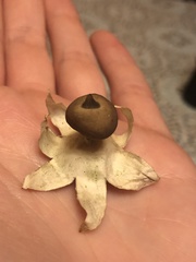Geastrum pectinatum
