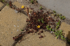 Oxalis corniculata repens