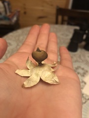 Geastrum pectinatum