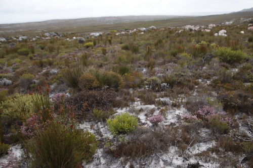 Image of Erica similis by (c) Tony Rebelo, some rights reserved (CC BY-SA)