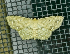 Scopula compensata