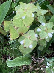 Lamium album