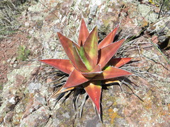Agave kerchovei