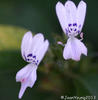 White Ribbon Flower - Photo (c) joanyoung, some rights reserved (CC BY-NC)