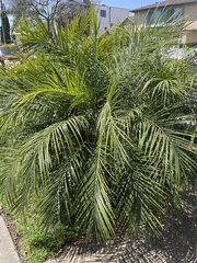 Dypsis lutescens