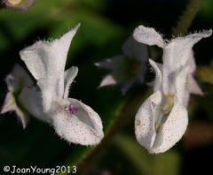 Plectranthus lucidus