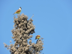 Pitangus sulphuratus