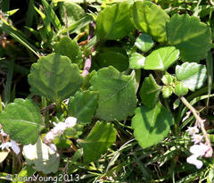 Plectranthus lucidus