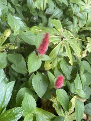 Acalypha pendula
